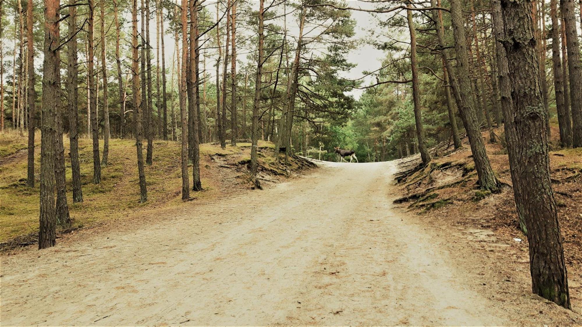 Dom Wczasowy Janina Mikoszewo Eksteriør bilde
